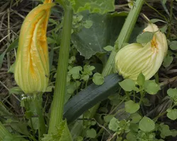 Blooming Zucchini Plant