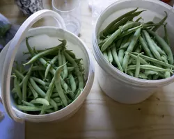 Organic grown beans ready to eat