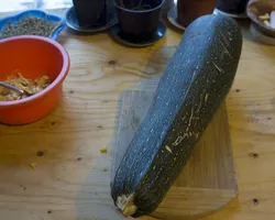 Mega Zucchini ready for seed collection