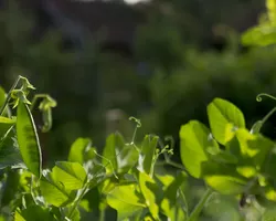 Green peas growing