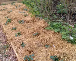 Strawberry field with straw and newspaper covering the soil