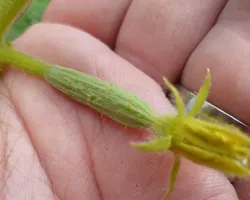 Tiny cucumber