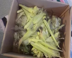 Corn leaves