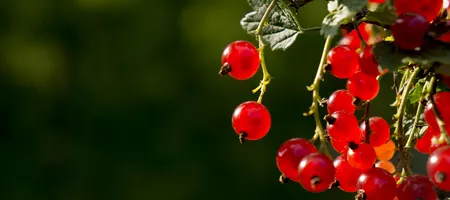 Detail photograph of a red currant by Dominik Jais