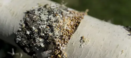 Birch log with diagonal slit cut and mycelium grain substrate