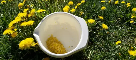 Making dandelion honey at Beyond Buckthorns