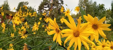 Lumia’s personal Digital Permaculture design - decorative image of jerusalem artichoke flowers
