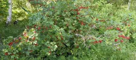 Food forest at Beyond Buckthorns - red currants