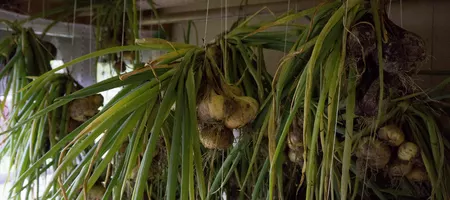 Onions hanging to dry