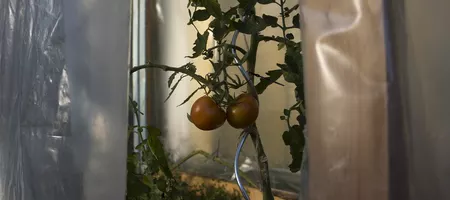 2 nearly ripe tomatoes in a small tomato green house