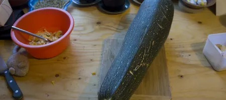 Mega Zucchini ready for seed collection