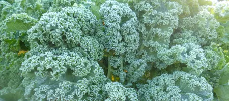 Frosty kale