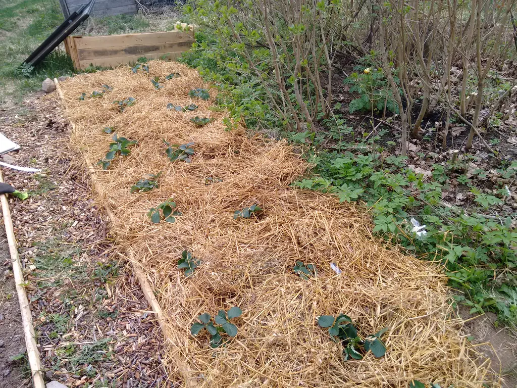 Strawberry field with straw and newspaper covering the soil