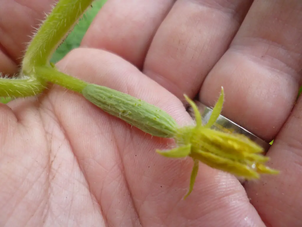 Tiny cucumber