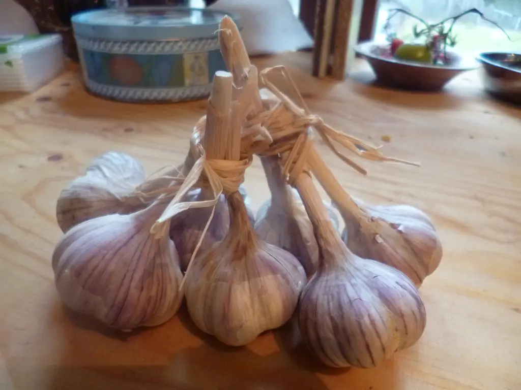 Garlic bulbs
