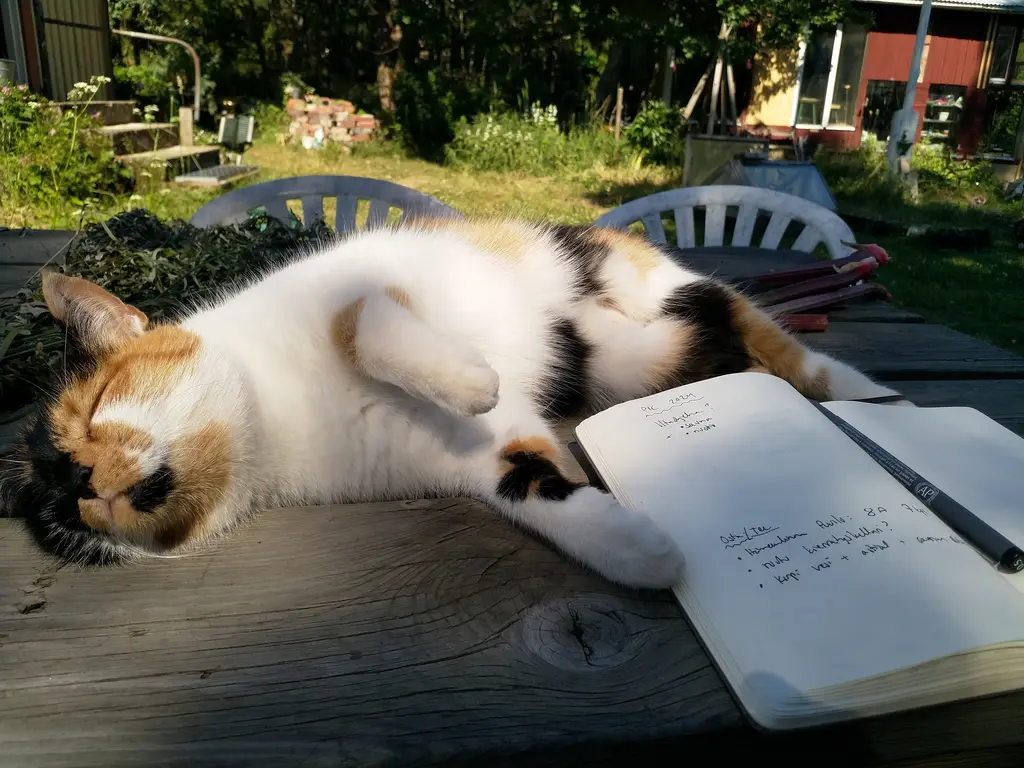 Miss Sophie